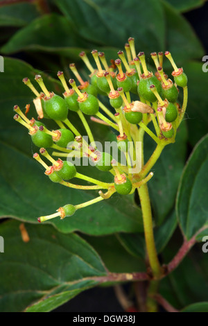 Cornus sanguineaund, Hartriegel, Beeren Stockfoto