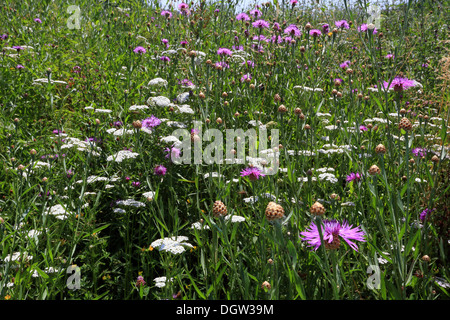 Wiese mit braunen Flockenblume und Schafgarbe Stockfoto