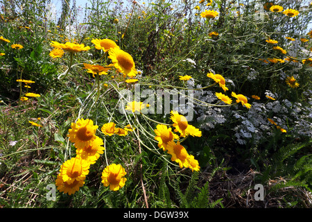 Goldene Marguerite, Anthemis tinctoria Stockfoto