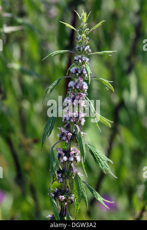 Leonura Cardiaca, Motherwort Stockfoto