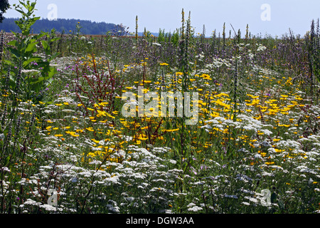 Sommerwiese, trockenen Ruderale vegetation Stockfoto