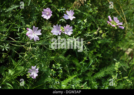 Malva Moschata, Moschus-Malve Stockfoto