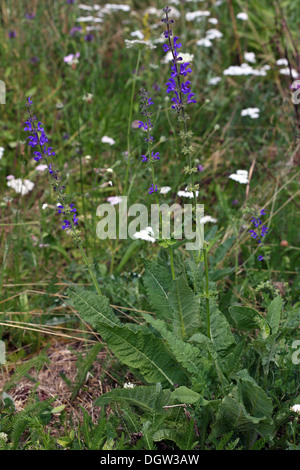 Wiesen-Salbei, Salvia pratensis Stockfoto