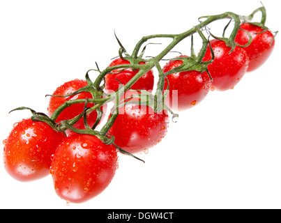 Tomaten-Niederlassung in Wasser spritzt Stockfoto