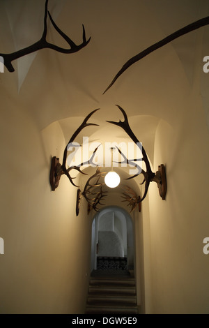 Wand mit Hirschgeweih Stockfoto