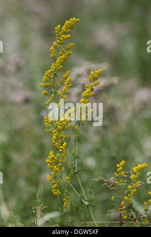 Galium Verum, gelbes Labkraut Stockfoto