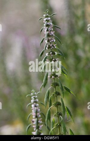 Leonura Cardiaca, Motherwort Stockfoto