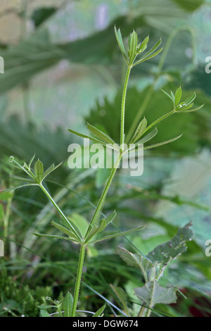 Stickywilly, Hackmesser, Galium aparine Stockfoto