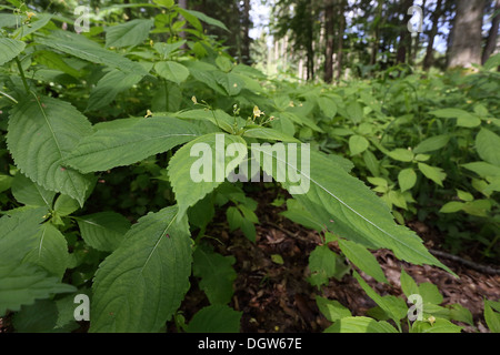 Impatiens Parviflora, kleine Balsam Stockfoto