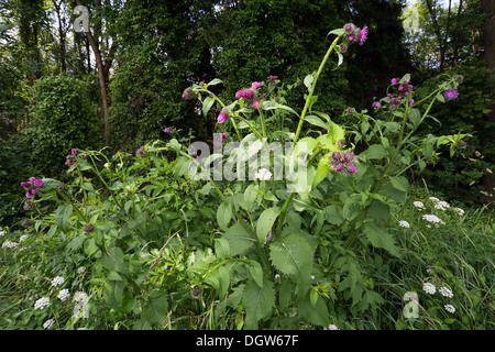 Blütenstandsboden Personata, große Sumpf Distel Stockfoto