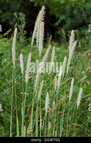 Alopecurus Pratensis, Wiesen-Fuchsschwanz Stockfoto