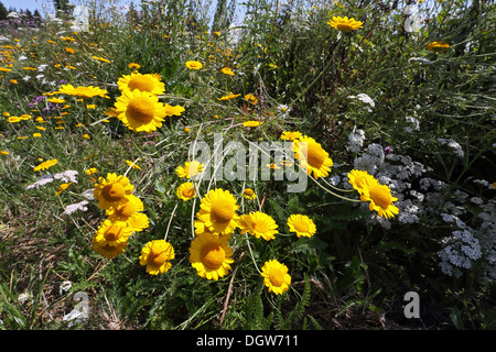 Goldene Marguerite, Anthemis tinctoria Stockfoto