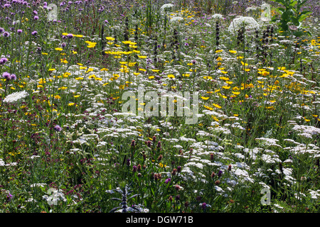 Sommerwiese, trockenen Ruderale vegetation Stockfoto