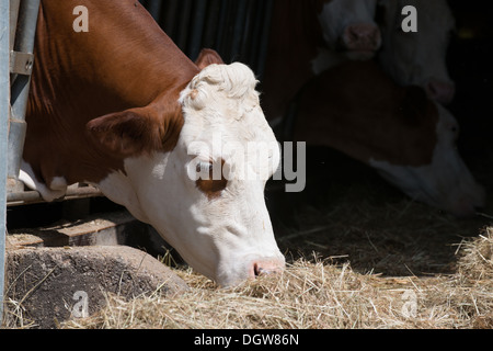 Kuh frisst Heu Stockfoto