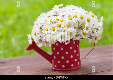 Gänseblümchen in wenig rote gießen kann Stockfoto