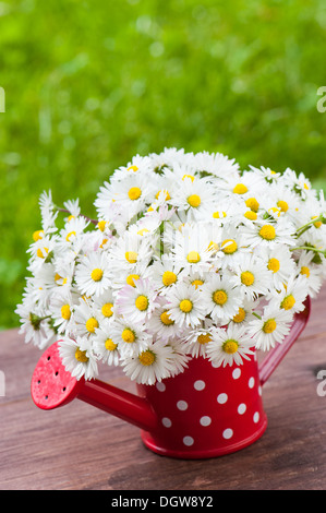 Gänseblümchen in wenig rote gießen kann Stockfoto