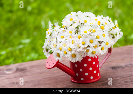 Gänseblümchen in wenig rote gießen kann Stockfoto