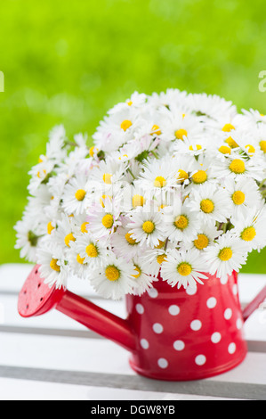 Gänseblümchen in wenig rote gießen kann Stockfoto