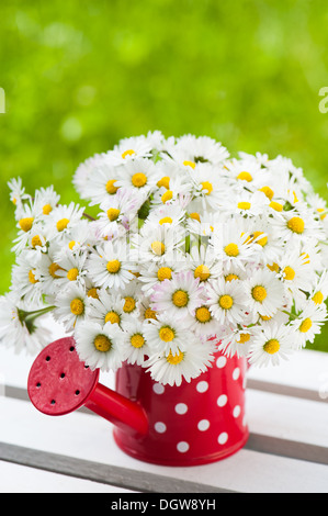 Gänseblümchen in wenig rote gießen kann Stockfoto