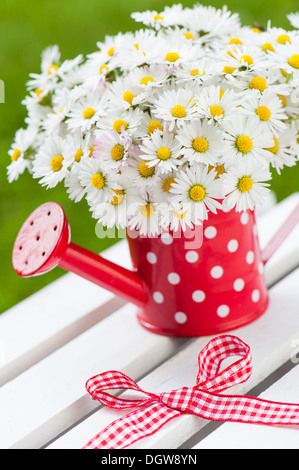 Gänseblümchen in wenig rote gießen kann Stockfoto