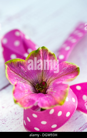 Rosa Petunien blühen Stockfoto