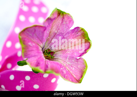 Rosa Petunien blühen Stockfoto