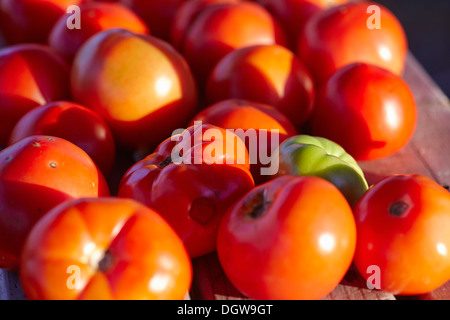 Fleischtomaten auf dem Display auf einer Farm in New Jersey Stockfoto