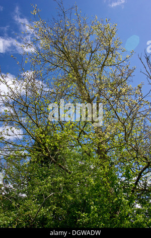 Englische Ulme, Ulmus Procera Regeneration im Überschwemmungsgebiet Hecke, Tewkesbury, Gloucs. Stockfoto