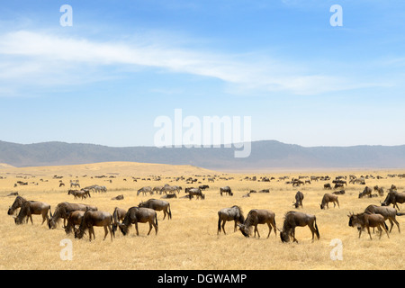 Gnus Herde an der Ngorongor-Krater. Stockfoto