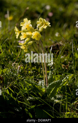 Falsche Schlüsselblume, Primula X polyantha (Primel - Schlüsselblume Hybrid) in Kalkstein Grünland Stockfoto