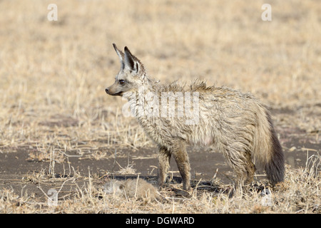 Hieb-eared Fuchs mit jungen stehen auf Savanne Stockfoto