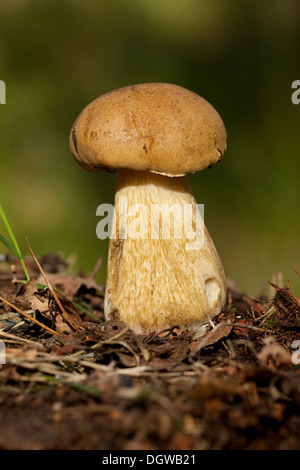 nicht essbar Boletus (Tylopilus Felleus) als Natur Hintergrund Stockfoto