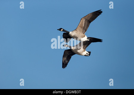 Kanada-Gans, Branta Canadensis, zwei Vögel im Flug, Warwickshire, Oktober 2013 Stockfoto