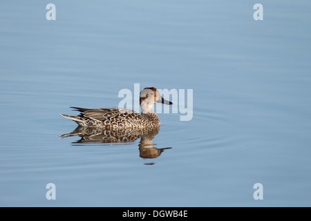 Nördlichen Pintail, Anas Acuta, einzelne Weibchen auf dem Wasser, Warwickshire, Oktober 2013 Stockfoto