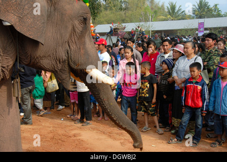 Elefanten mit Stoßzähnen streckte Stamm gegenüber Kindern, Elephant Festival, Ban Viengkeo, Hongsa, Xaignabouri Provinz Stockfoto