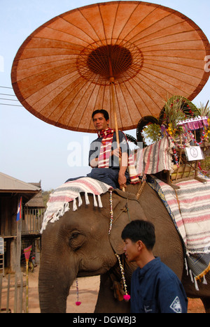 Elefant, Mahout Reiten unter Sonnenschirm, Elephant Festival Parade, Ban Viengkeo, Hongsa, Xaignabouri Provinz Sayaburi dekoriert Stockfoto