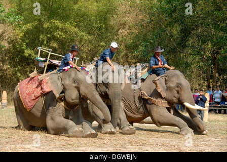 Elefanten kniend, Mahouts obenauf, Elephant Festival, Ban Viengkeo, Hongsa, Xaignabouri Provinz Sayaburi Stockfoto