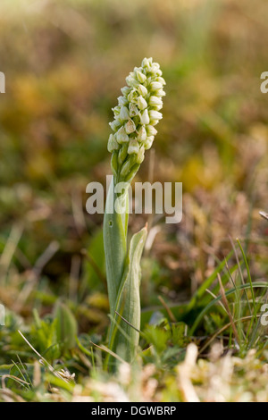 Dense blühenden Orchidee, Neotinea Maculata wächst in The Burren, Irland Stockfoto