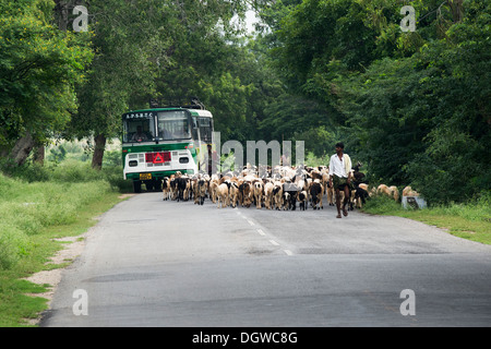 Indischen Bus überholen getrieben Ziegen auf einer indischen Straße. Andhra Pradesh, Indien Stockfoto
