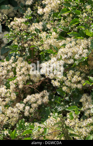 Üppige Blumen des alten Mannes Bart Clematis Vitalba Klettern durch eine Hecke Kent UK Stockfoto