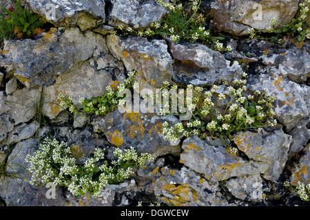 Gemeinsamen Skorbut-Rasen, Cochlearia Officinalis auf der Küste von The Burren in Irland Stockfoto