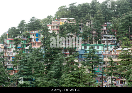 Häuser und Bäume, Zedern, Upper Dharamsala, McLeod Ganj, Himachal Pradesh, Himalaya, Indien, Südasien, Asien Stockfoto