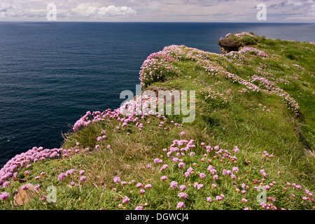 Klippe Sparsamkeit, Armeria Maritima auf die Cliffs of Moher, The Burren, Co. Clare, Irland Stockfoto