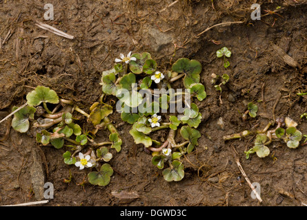 Efeu-leaved Crowfoot nass Ranunculus Hederaceus Blüte im Schlamm. Stockfoto