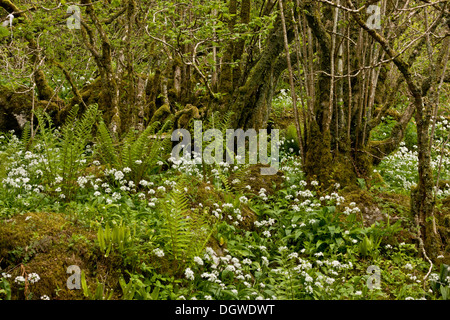 Spektakuläre Frühlingsblumen und Farnen in alten Hasel Niederwald bei Slieve Carran NNR, Burren, Ireland Stockfoto