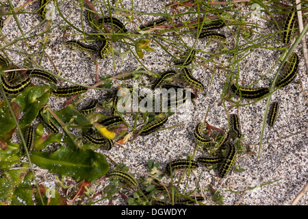 Massen von 6-Spot Burnet Motten Raupen, Zygaena Filipendulae auf Sanddünen auf Inisheer, Burren, Irland Stockfoto