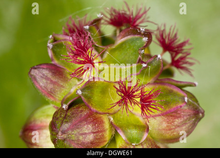 Salat Burnet, Poterium Sanguisorba Blütenstand, zeigt vor allem weibliche Blüten. Dorset. Stockfoto