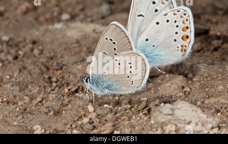 Männliche Mazarine Blue, Cyaniris Semiargus, Schlamm-Puddel bei heißem Wetter. Bulgarien Stockfoto