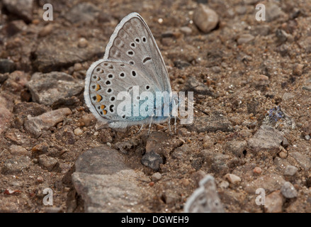 Männliche Amanda blau, Polyommatus Amandus, Schlamm-Puddel. Bulgarien. Stockfoto