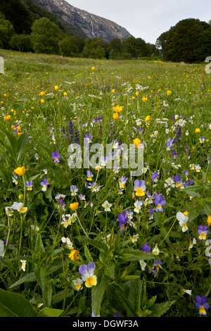 Blumenwiese mit wilden Stiefmütterchen, Butterblumen etc. im Rila-Gebirge, Bulgarien Stockfoto